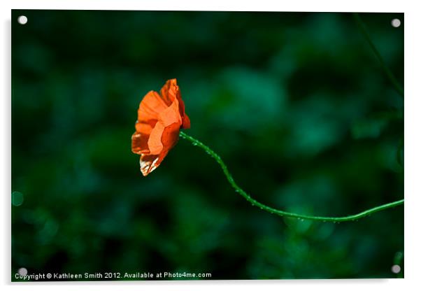 Red Corn poppy Acrylic by Kathleen Smith (kbhsphoto)
