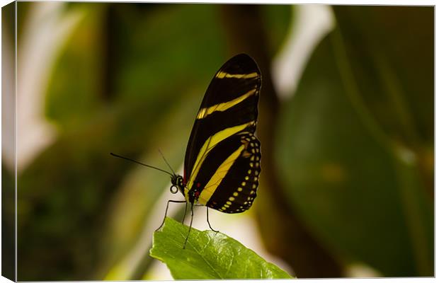 Flutterby Canvas Print by Jonathan Swetnam