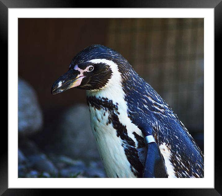Humboldt penguin Framed Mounted Print by Ade Robbins