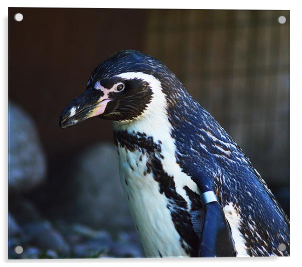 Humboldt penguin Acrylic by Ade Robbins