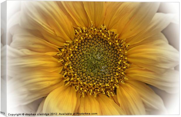 Sunflower close up Canvas Print by stephen clarridge