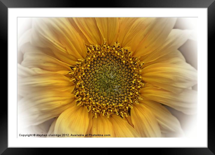 Sunflower close up Framed Mounted Print by stephen clarridge
