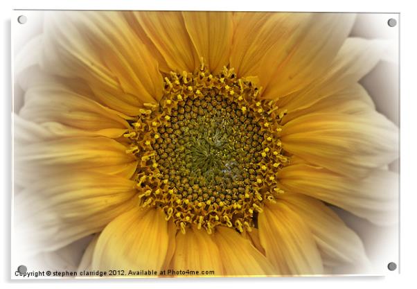 Sunflower close up Acrylic by stephen clarridge