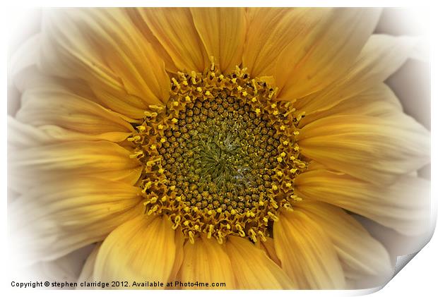 Sunflower close up Print by stephen clarridge