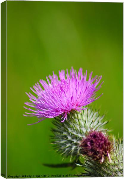 The Thistle Canvas Print by kelly Draper