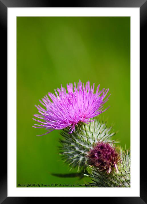 The Thistle Framed Mounted Print by kelly Draper