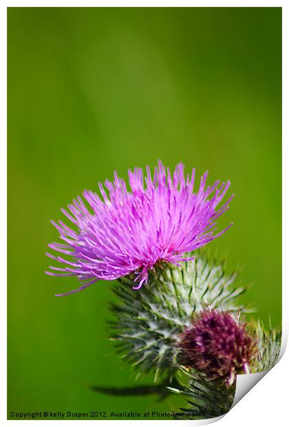The Thistle Print by kelly Draper
