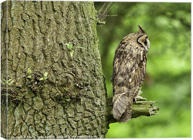 Long Eared Owl on Branch Canvas Print by Philip Pound