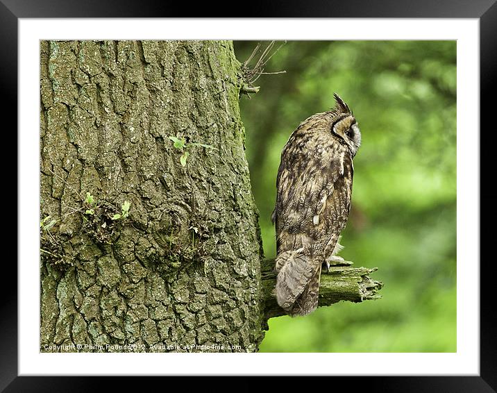 Long Eared Owl on Branch Framed Mounted Print by Philip Pound
