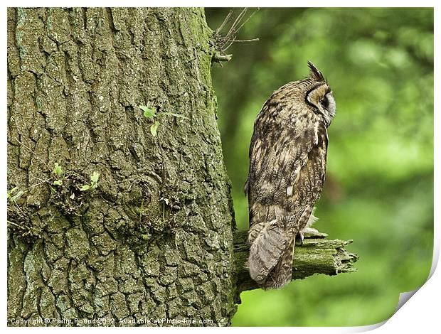 Long Eared Owl on Branch Print by Philip Pound