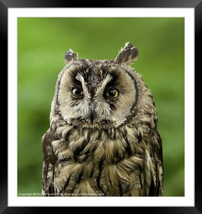 Portrait of Long Eared Owl Framed Mounted Print by Philip Pound
