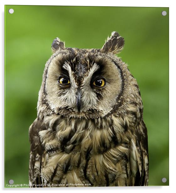 Portrait of Long Eared Owl Acrylic by Philip Pound