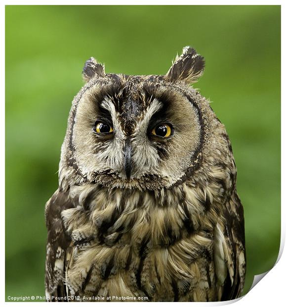 Portrait of Long Eared Owl Print by Philip Pound