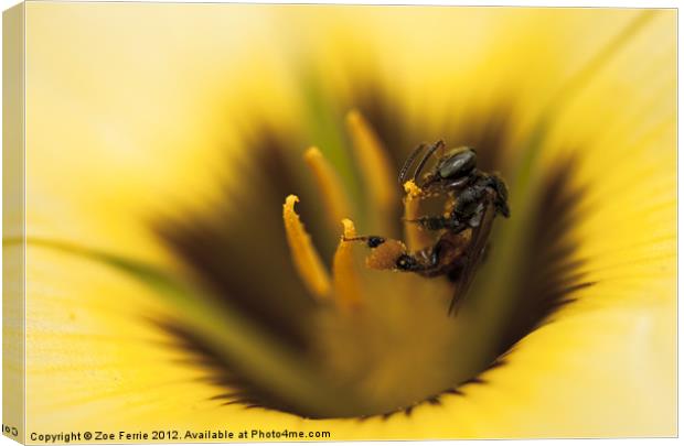 Busy Bee! Canvas Print by Zoe Ferrie