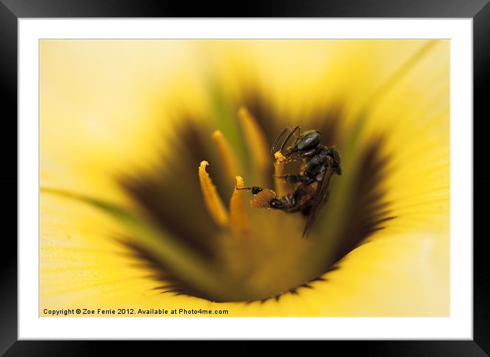 Busy Bee! Framed Mounted Print by Zoe Ferrie