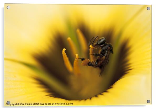 Busy Bee! Acrylic by Zoe Ferrie