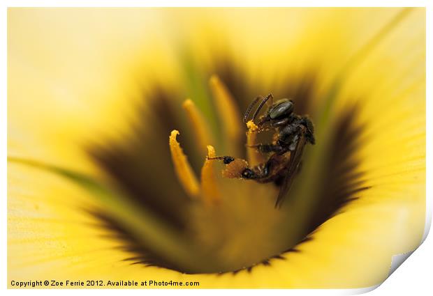 Busy Bee! Print by Zoe Ferrie