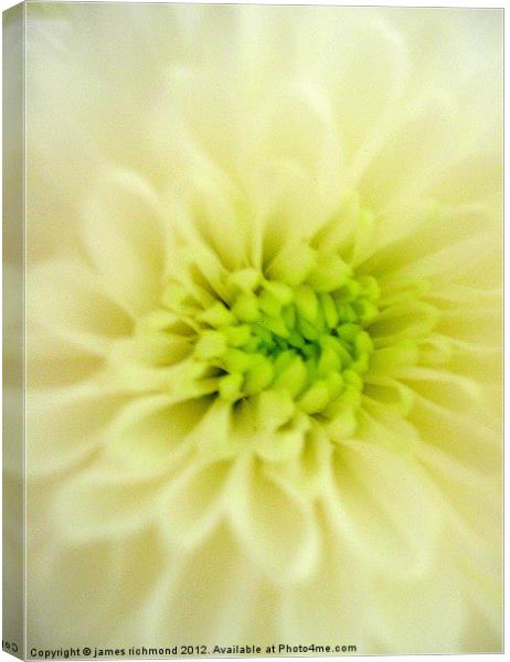 Cream Chrysanthemum Canvas Print by james richmond
