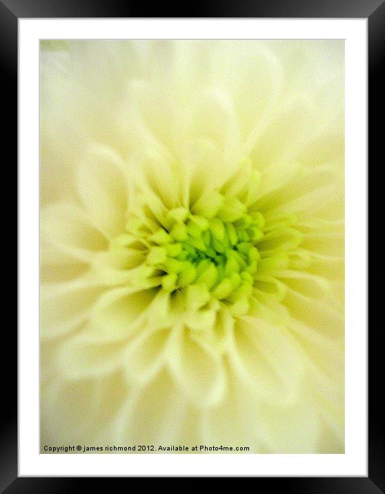 Cream Chrysanthemum Framed Mounted Print by james richmond