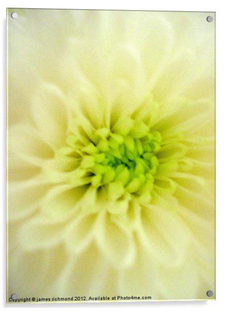 Cream Chrysanthemum Acrylic by james richmond