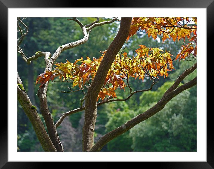 Leaves In Sunlight Framed Mounted Print by Noreen Linale