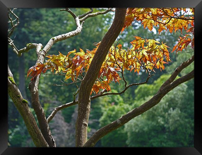 Leaves In Sunlight Framed Print by Noreen Linale