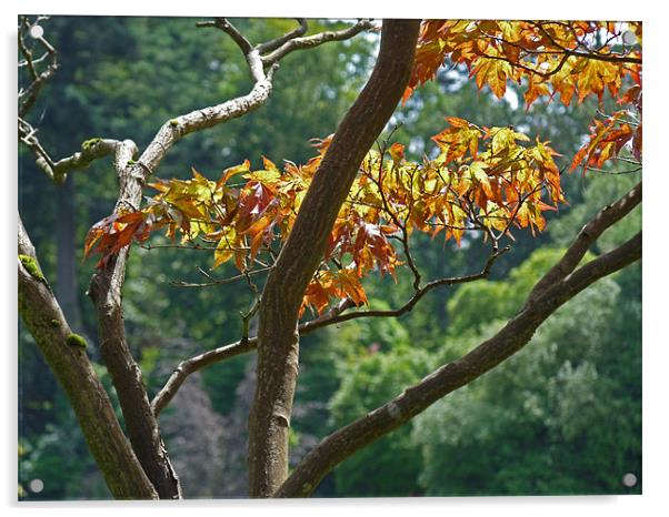 Leaves In Sunlight Acrylic by Noreen Linale