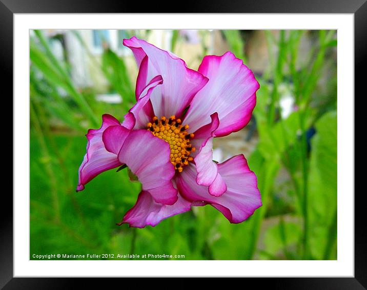 Cosmos Framed Mounted Print by Marianne Fuller