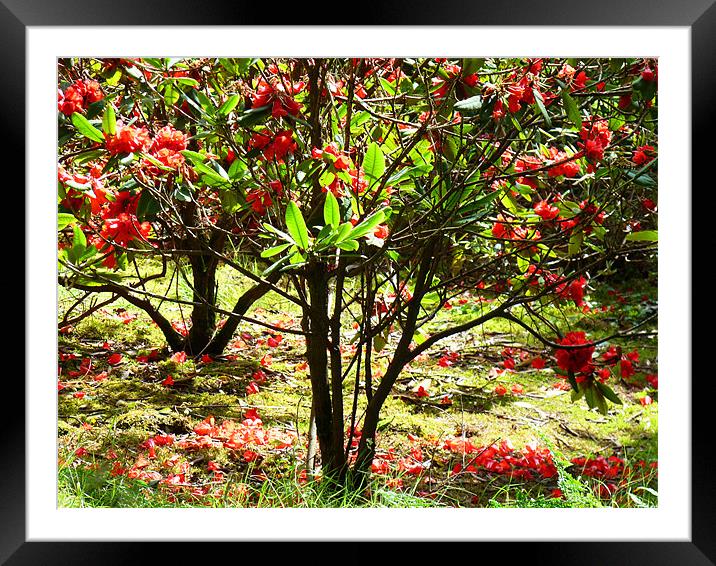 Sunlite Red Rhododendron Blossom Framed Mounted Print by Noreen Linale