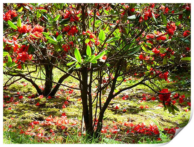 Sunlite Red Rhododendron Blossom Print by Noreen Linale