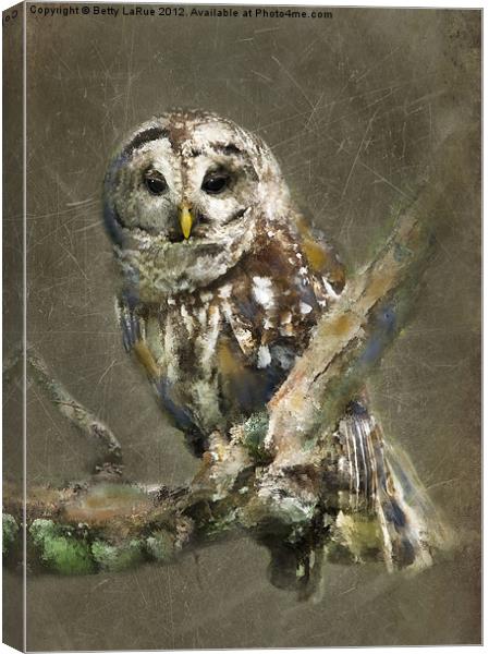 Sleepy Barred Owl Canvas Print by Betty LaRue
