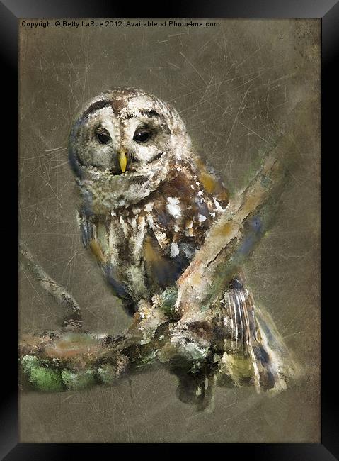 Sleepy Barred Owl Framed Print by Betty LaRue