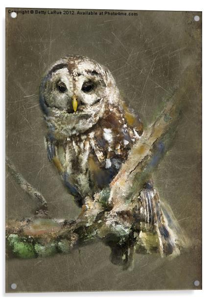 Sleepy Barred Owl Acrylic by Betty LaRue