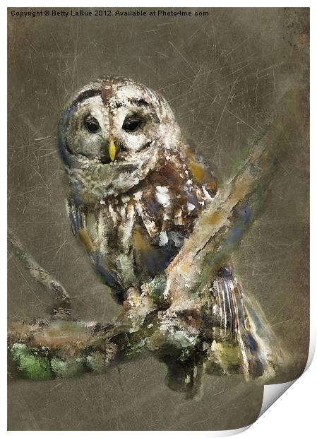 Sleepy Barred Owl Print by Betty LaRue