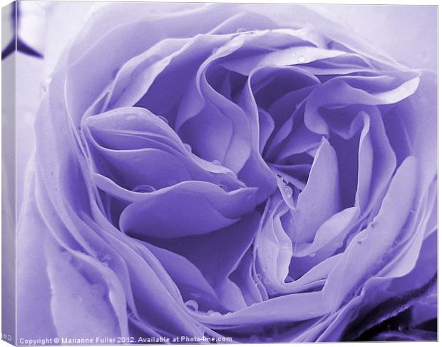 Raindrops on Blue Rose Canvas Print by Marianne Fuller
