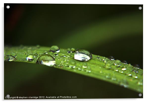 Water droplets on leaf Acrylic by stephen clarridge