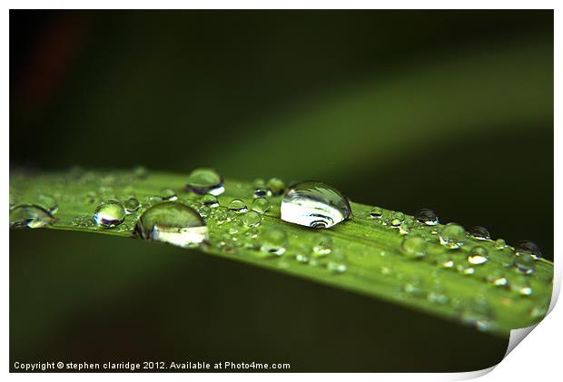 Water droplets on leaf Print by stephen clarridge