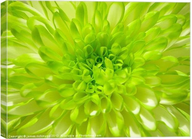 Green Chrysanthemum Canvas Print by james richmond