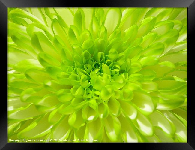 Green Chrysanthemum Framed Print by james richmond