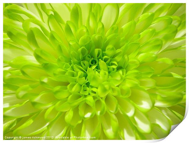 Green Chrysanthemum Print by james richmond