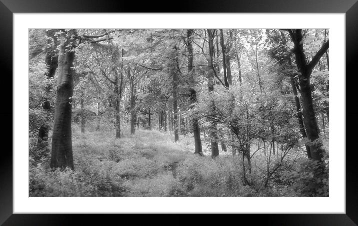 Platinum Forest Framed Mounted Print by Sarah Couzens