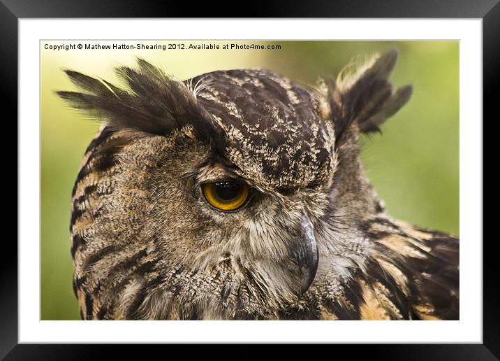 Eagle Owl Framed Mounted Print by Mathew Hatton-Shearing