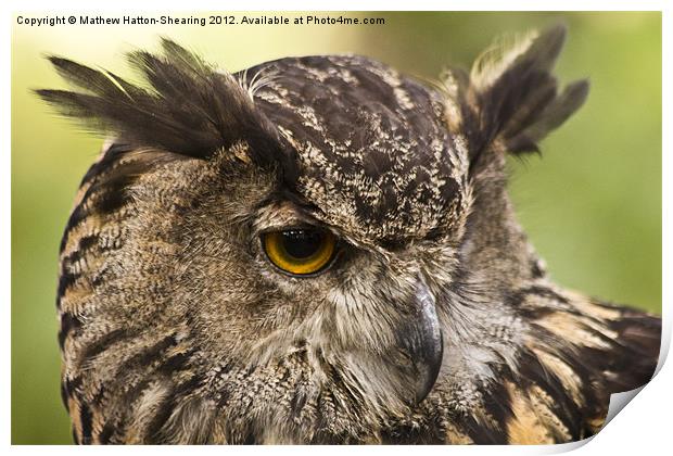 Eagle Owl Print by Mathew Hatton-Shearing