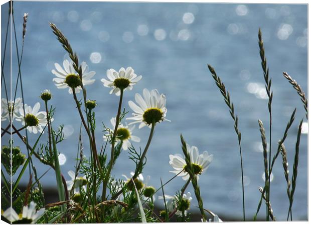 Daisies By The Sea Canvas Print by Noreen Linale