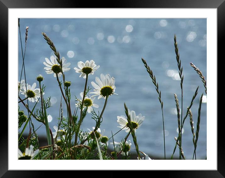 Daisies By The Sea Framed Mounted Print by Noreen Linale