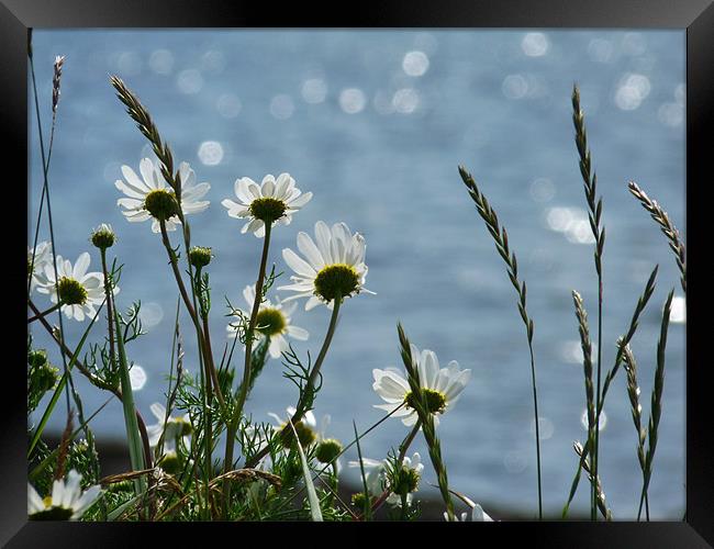 Daisies By The Sea Framed Print by Noreen Linale