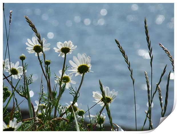 Daisies By The Sea Print by Noreen Linale