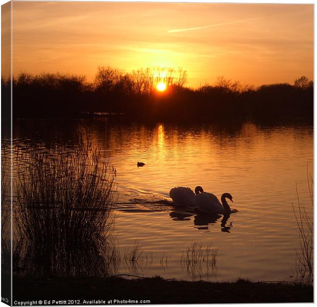 Swan Couple at Sunset Canvas Print by Ed Pettitt