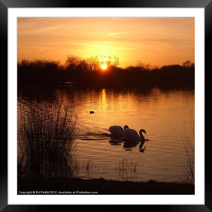 Swan Couple at Sunset Framed Mounted Print by Ed Pettitt