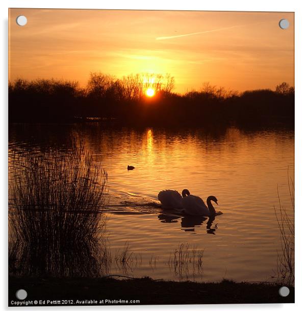 Swan Couple at Sunset Acrylic by Ed Pettitt